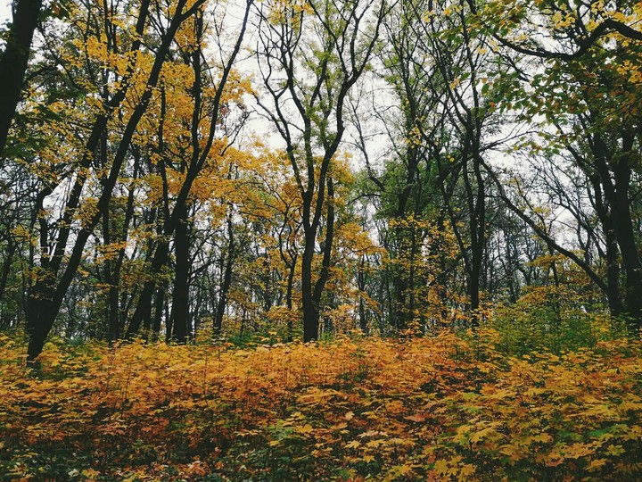 осень
