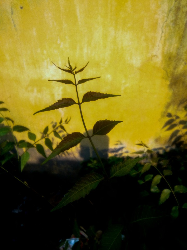 neem plant
