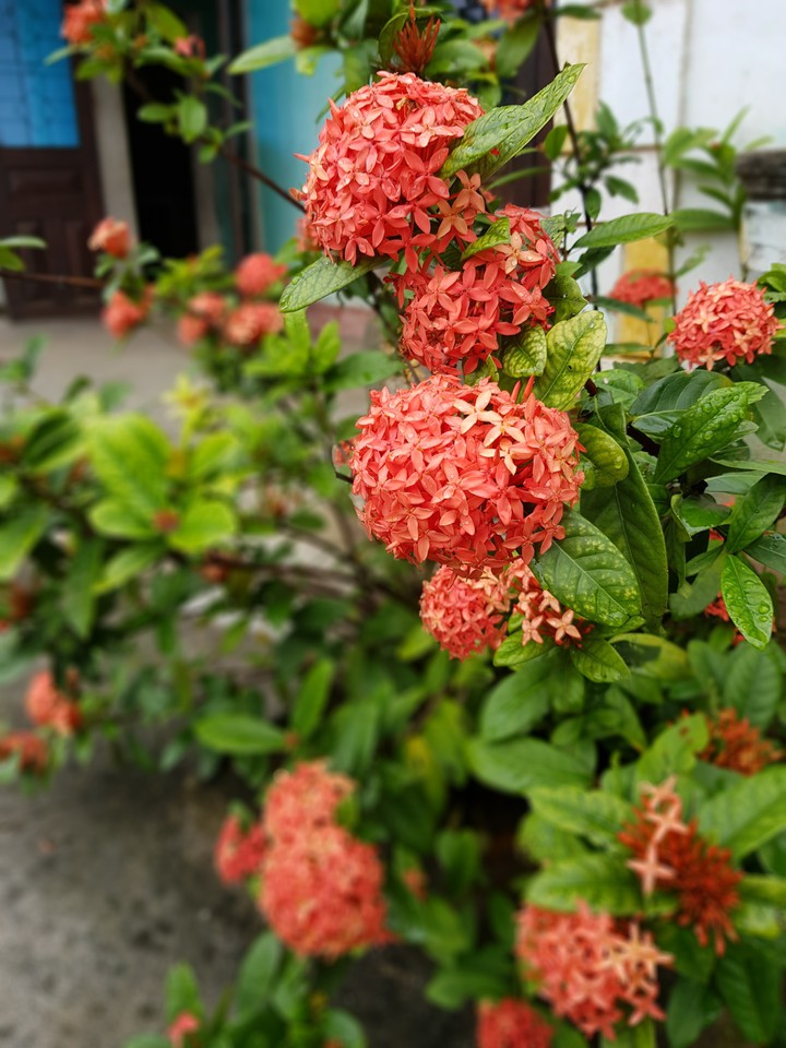 Ixora coccinea