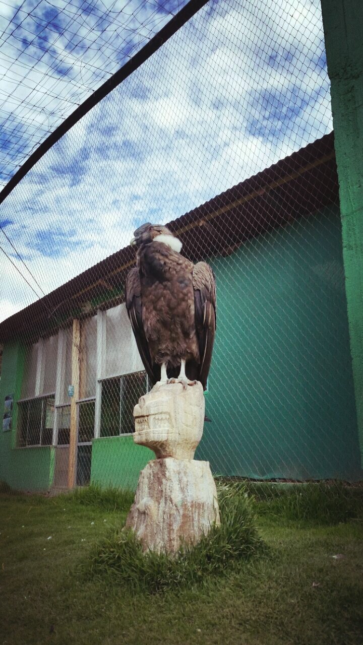 Condor