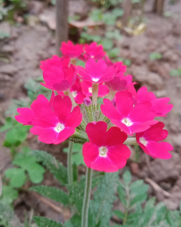 Flower ????