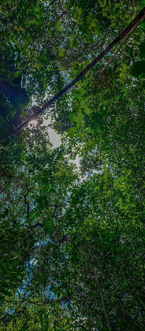 обои landscape, plant