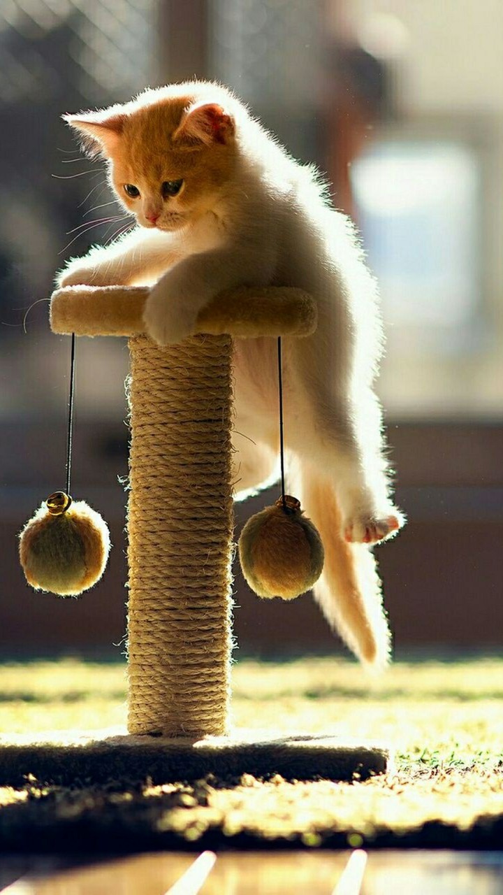 Kedi!