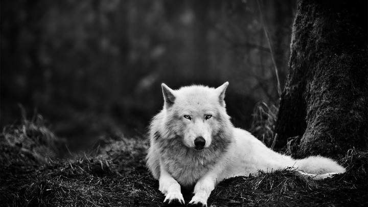 WW - White Wolf in the forest