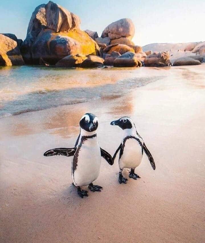 penguins