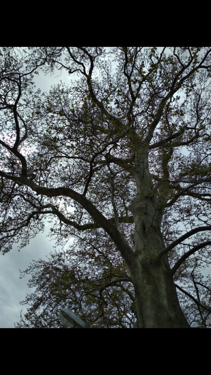 WISE TREE