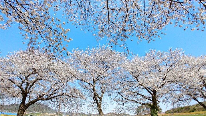 벚꽃길
