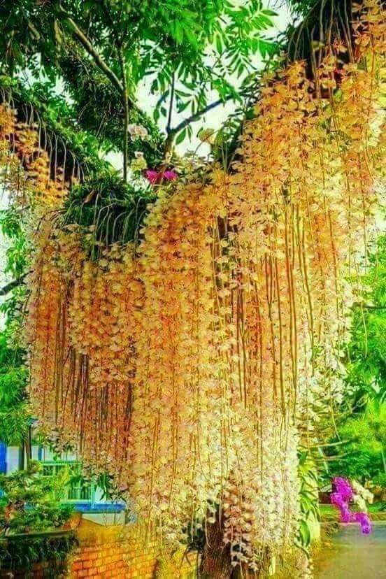 flores