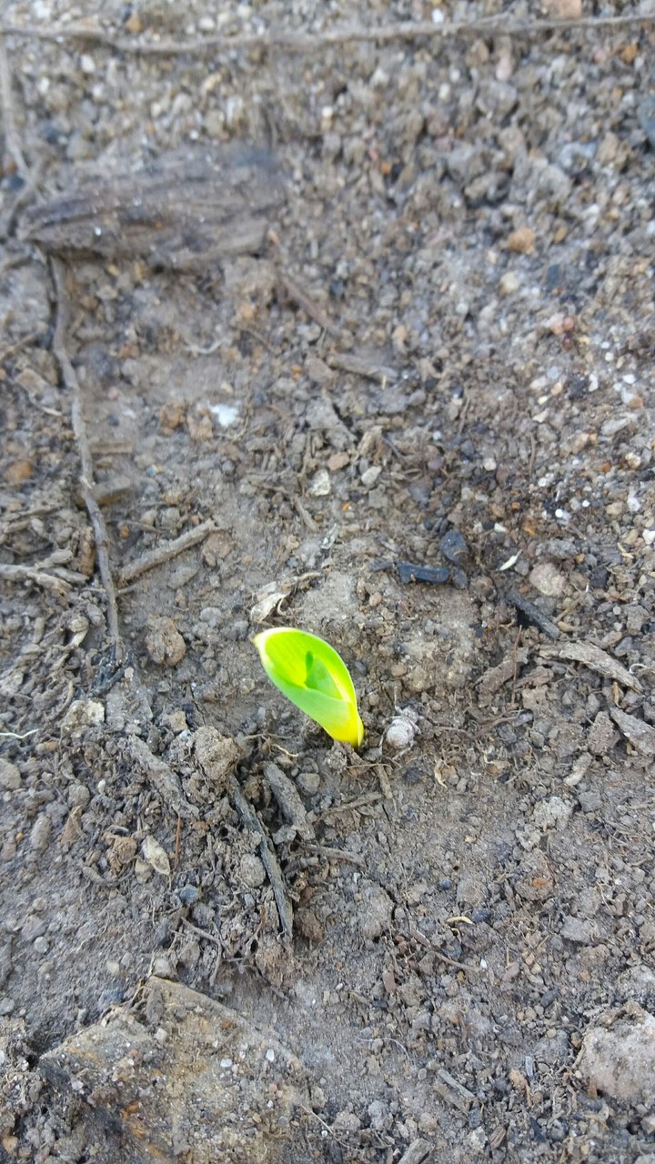 corn