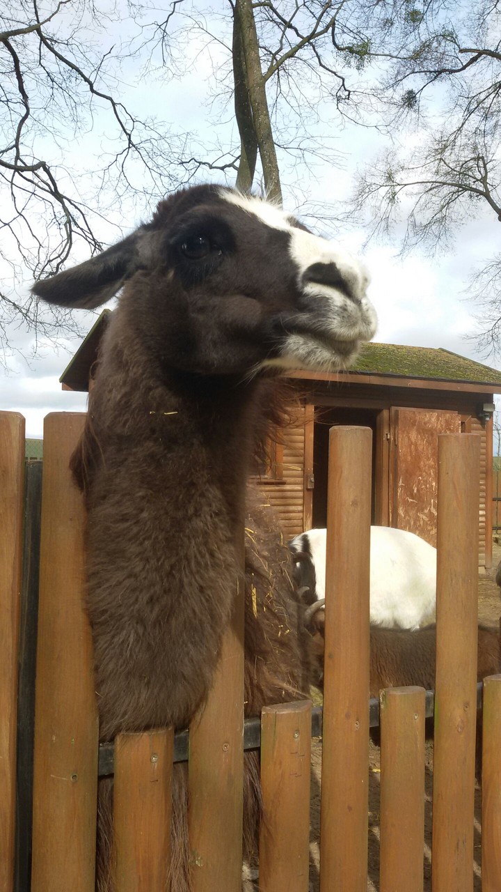 Lama