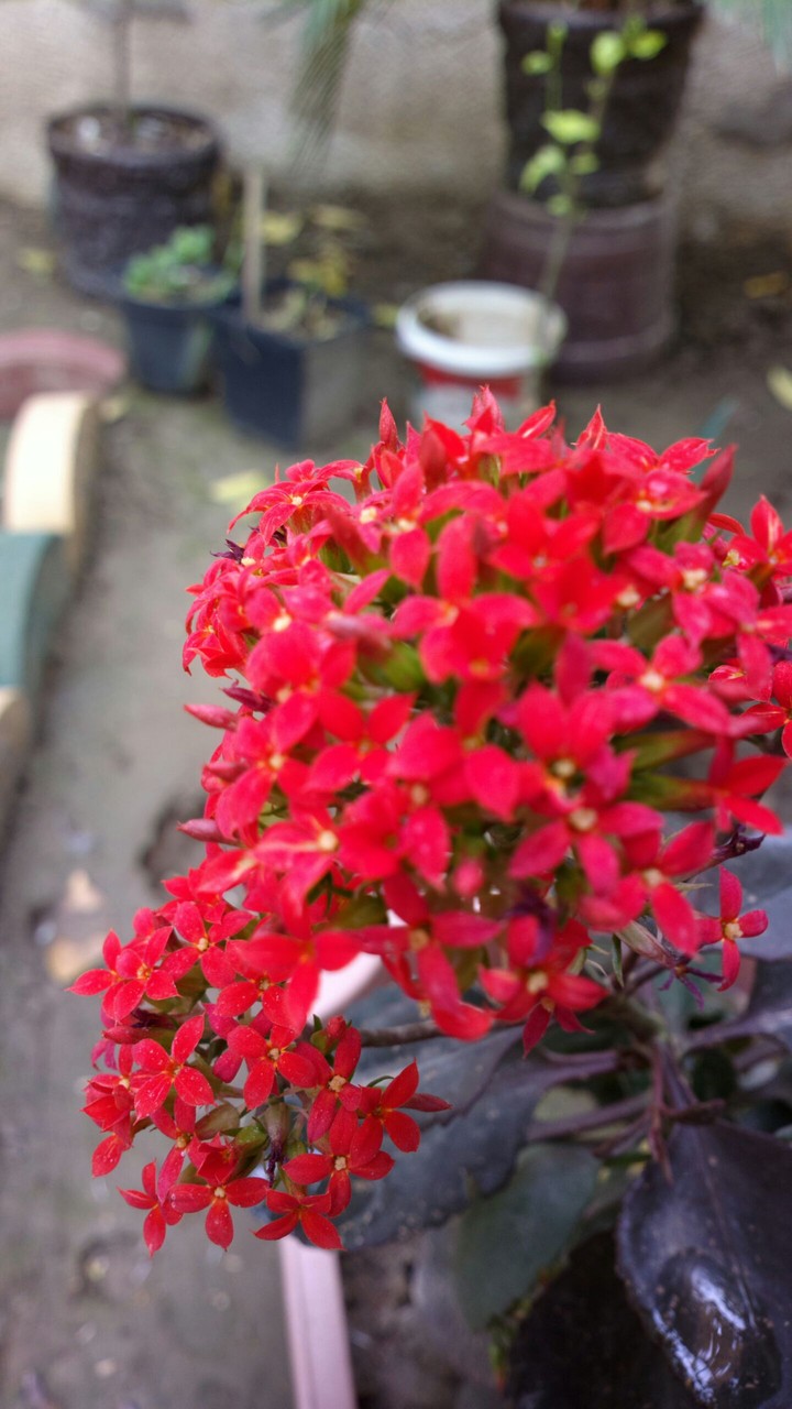 Reddish flower