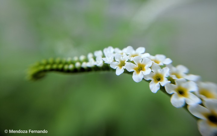 flower tentacles