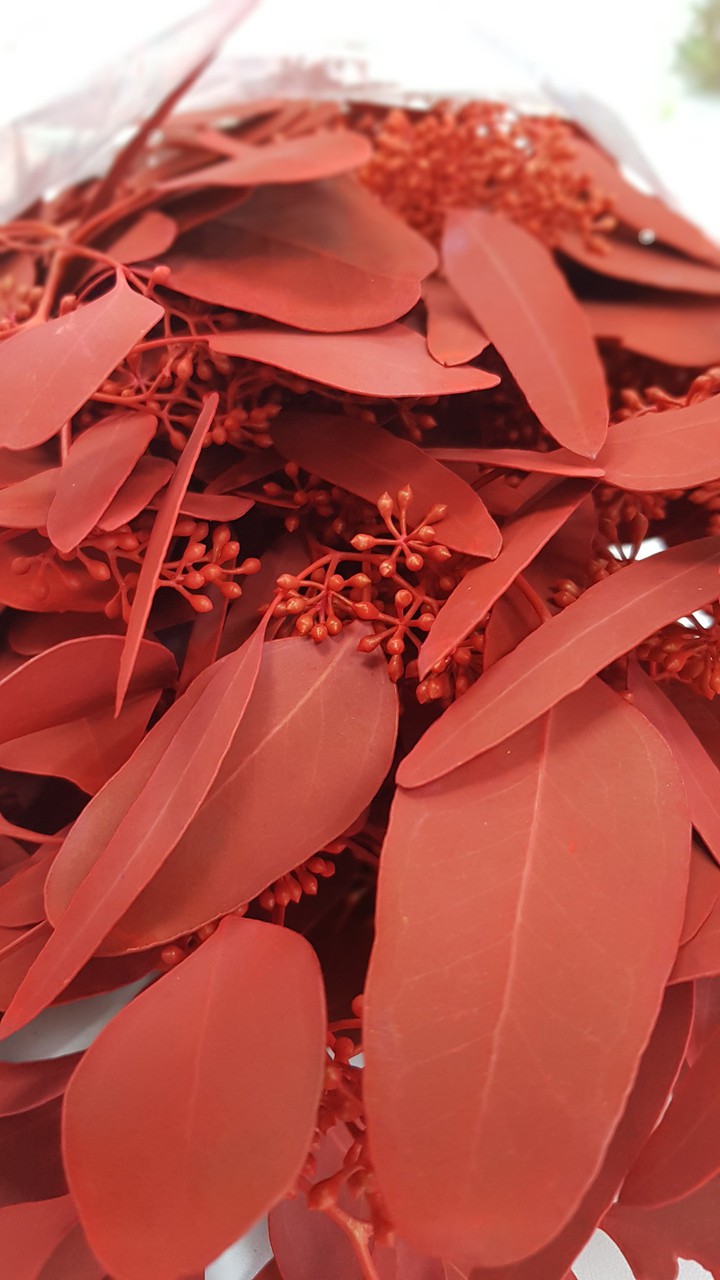 eucalyptus