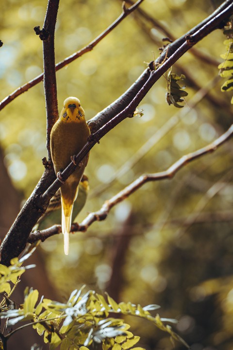 tree, Parrot wallpapers