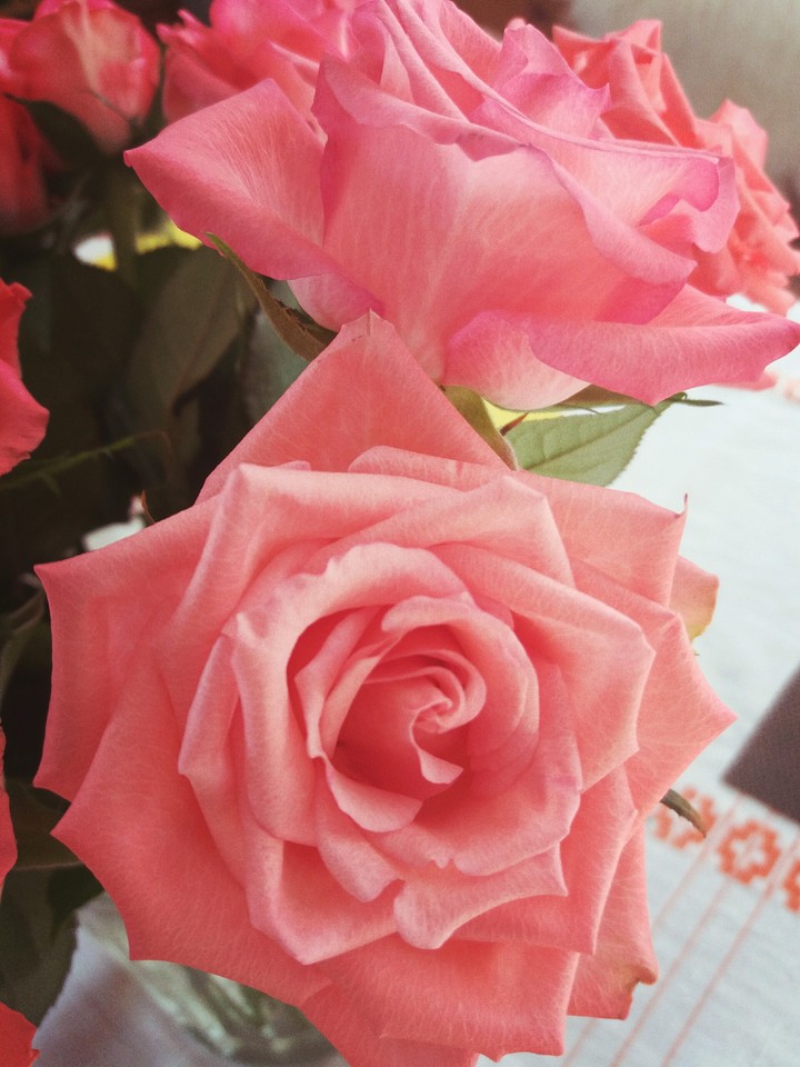 Roses