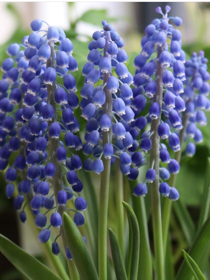 Flower.