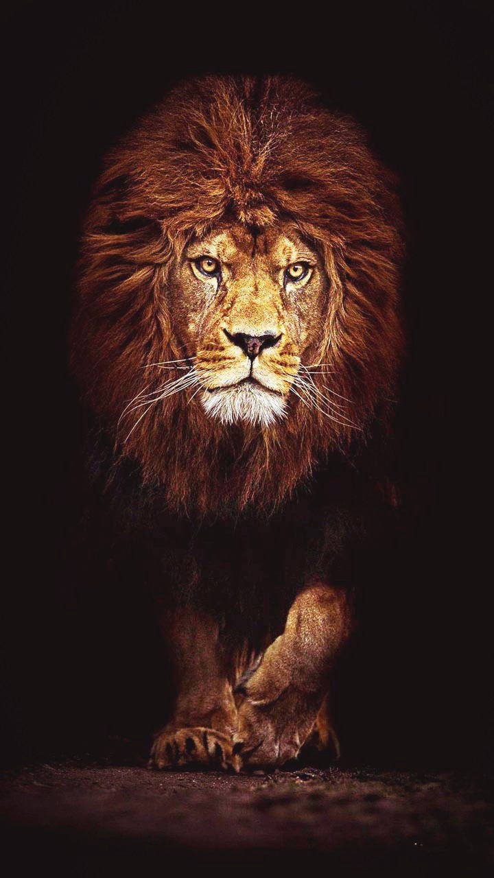 lion
