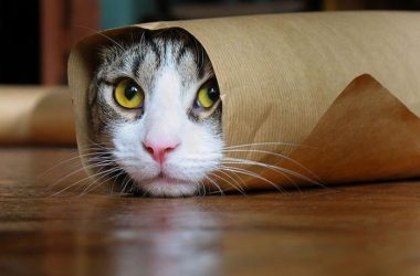 cat roll☺️☺️☺️