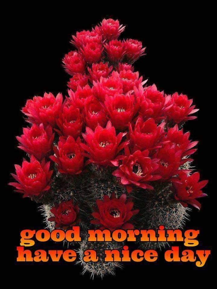 WhatsApp status Good Morning