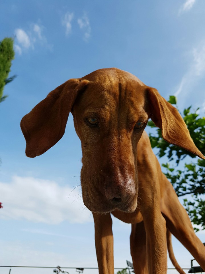 Hungarian Vizsla (bottom up)