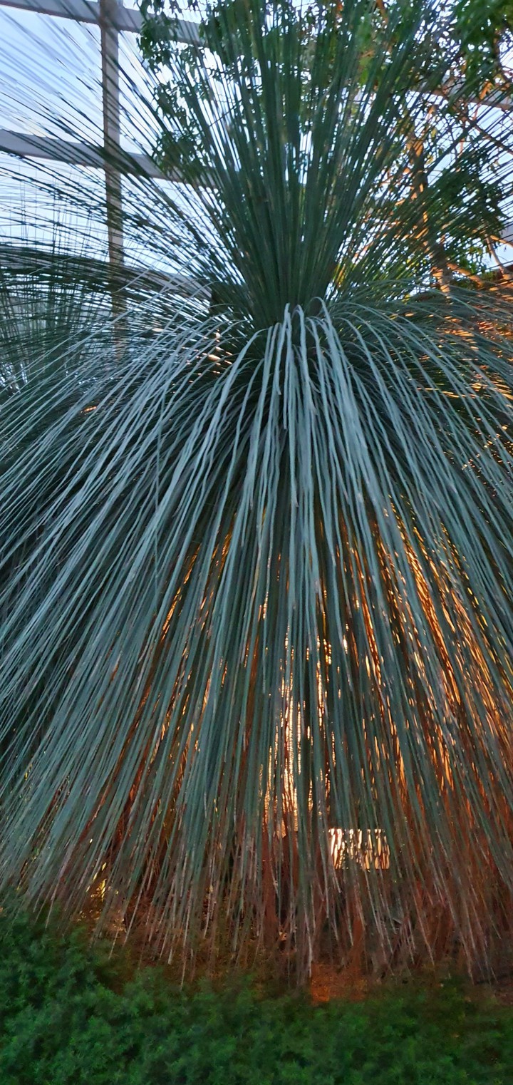 palm