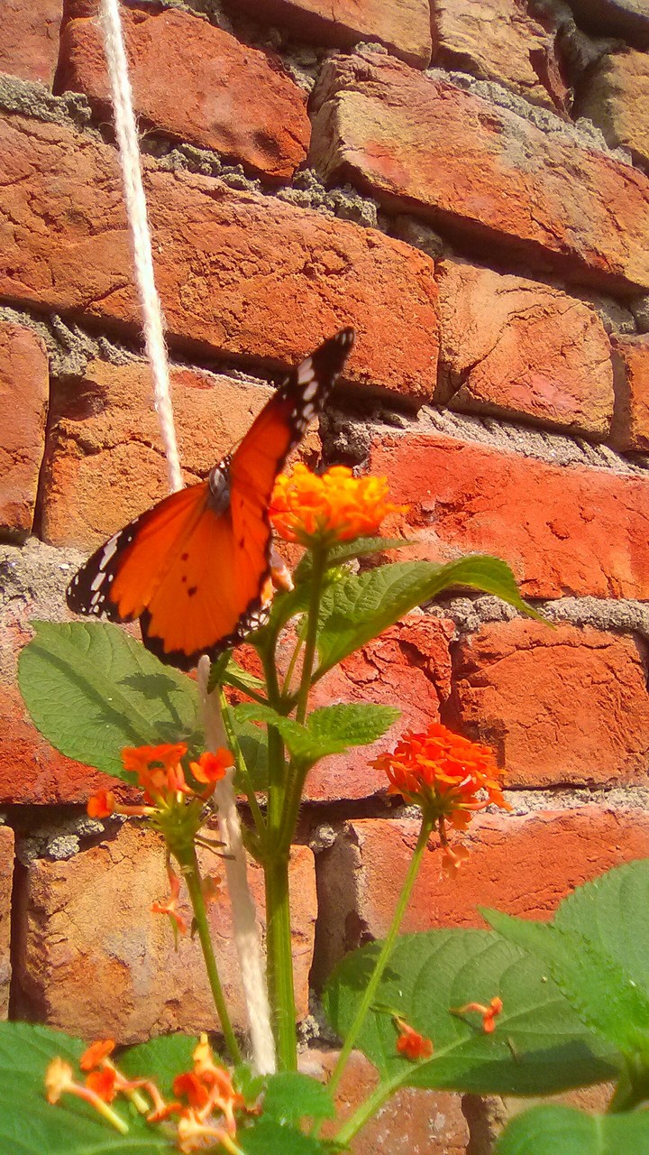butterfly