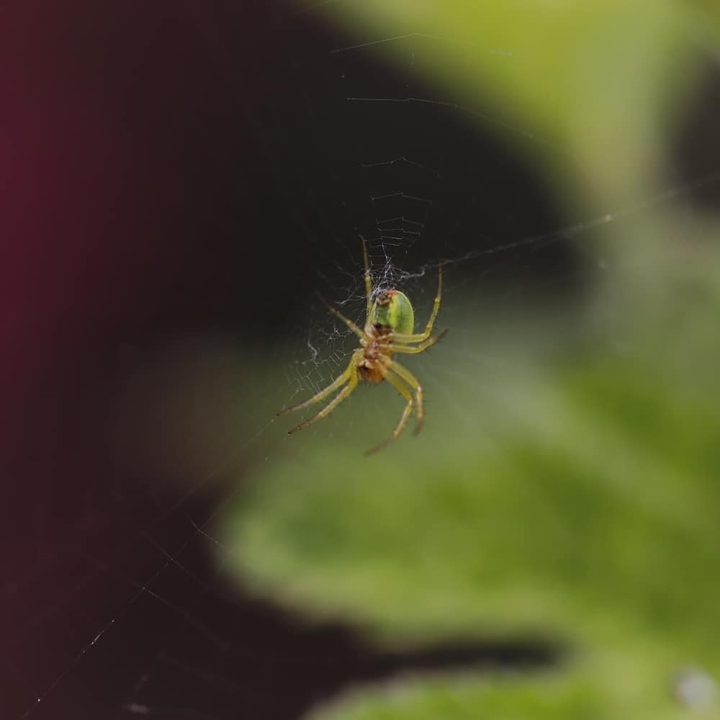 Spider 02