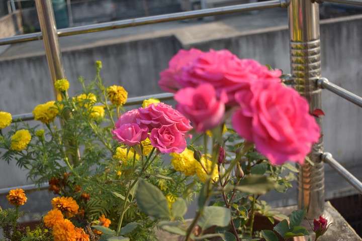 Rose's.. Click : BY ME..