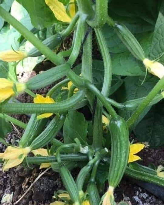 ☘☘☘