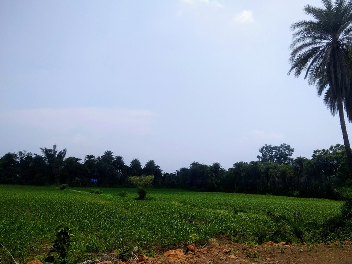 Green Nature. .My Photography. .