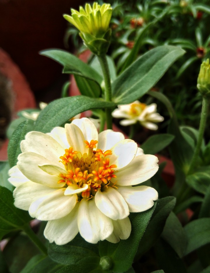 flora