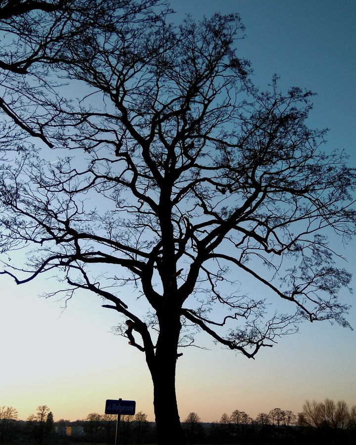 tree