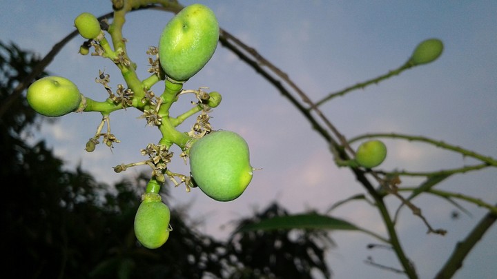small mango