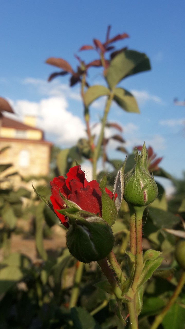 my click