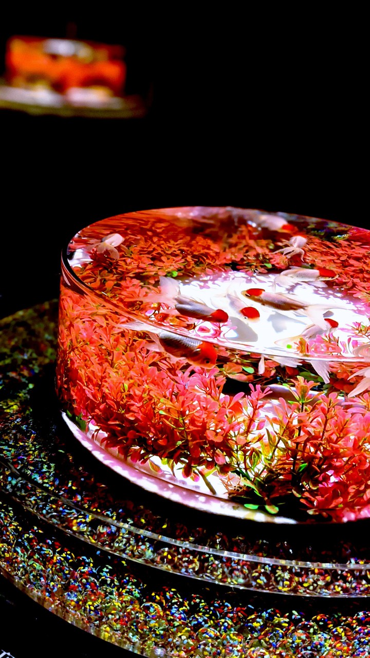 金魚