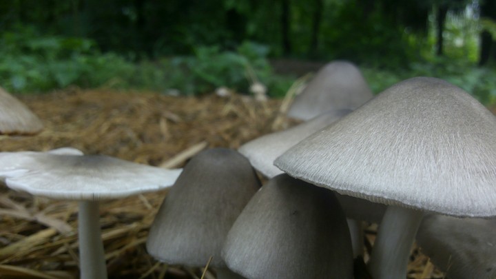 mushroom field