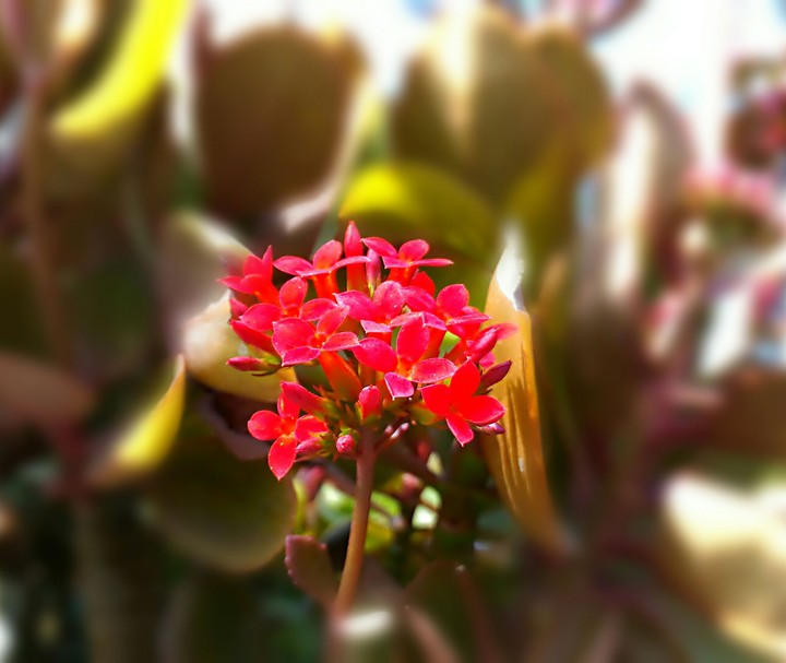 Red <3