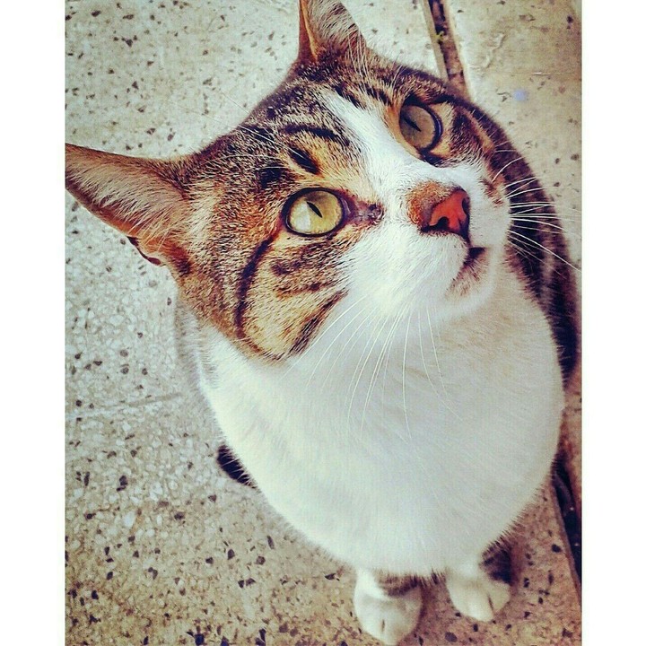 my cat