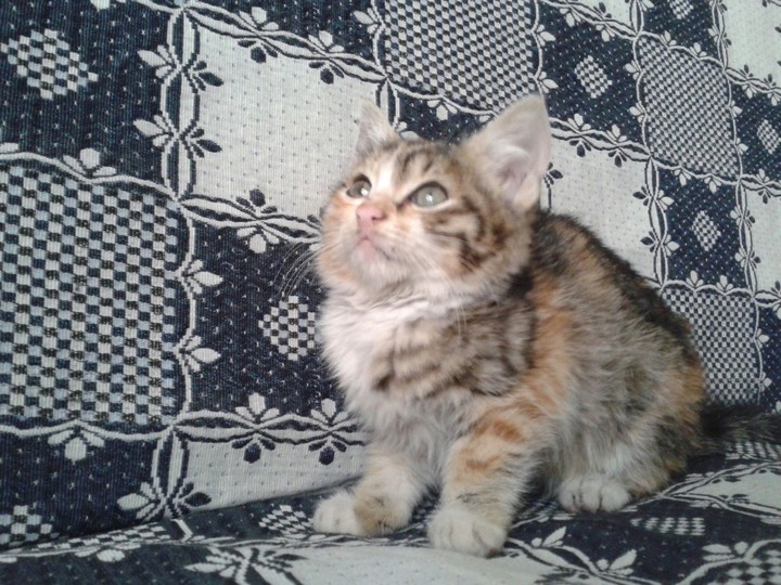Cute Cats