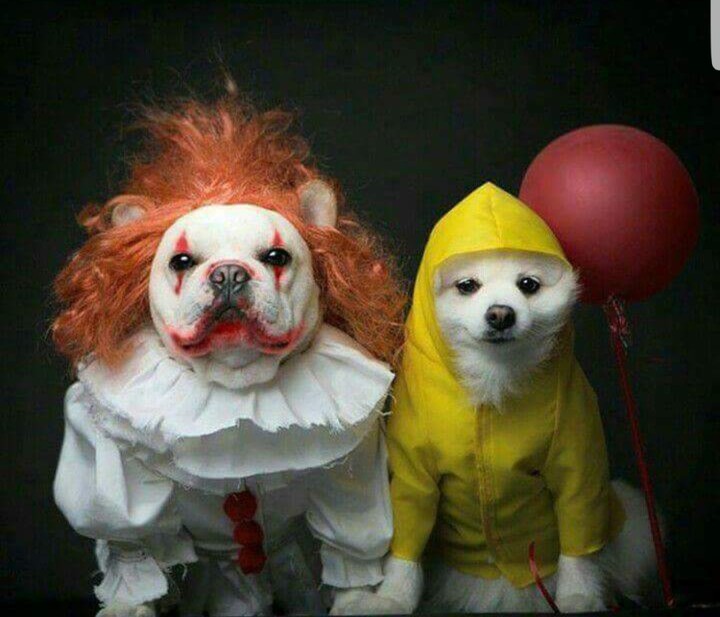 IT-dogs