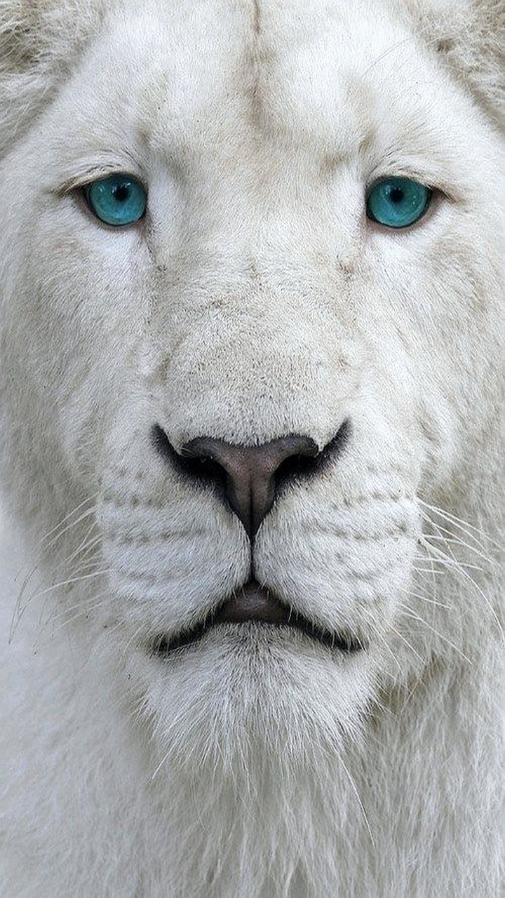 Lion albinos