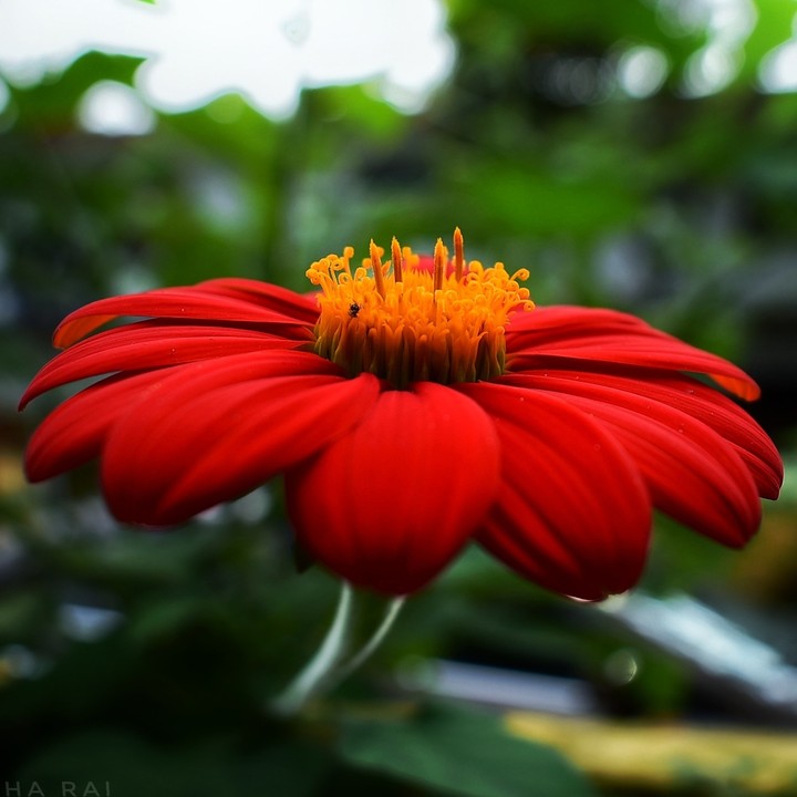 flower