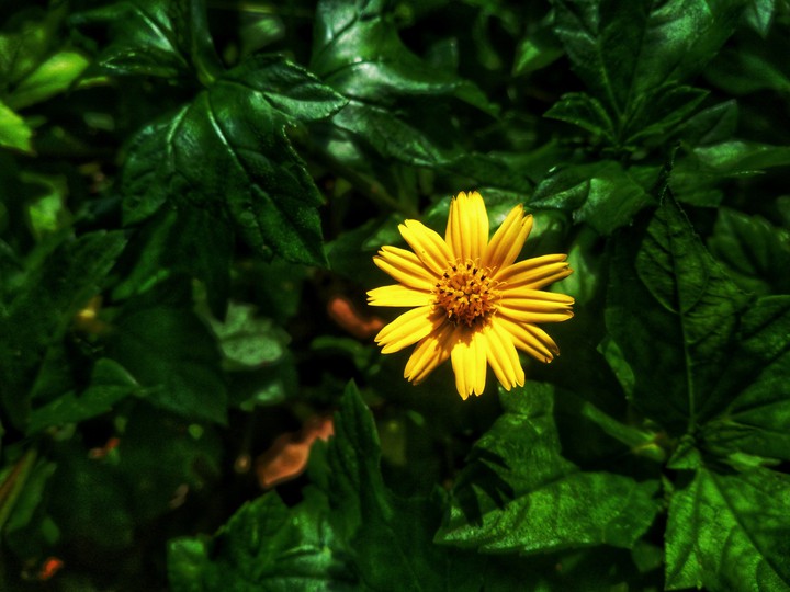 wildflower