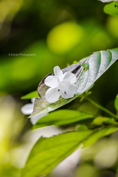 flower