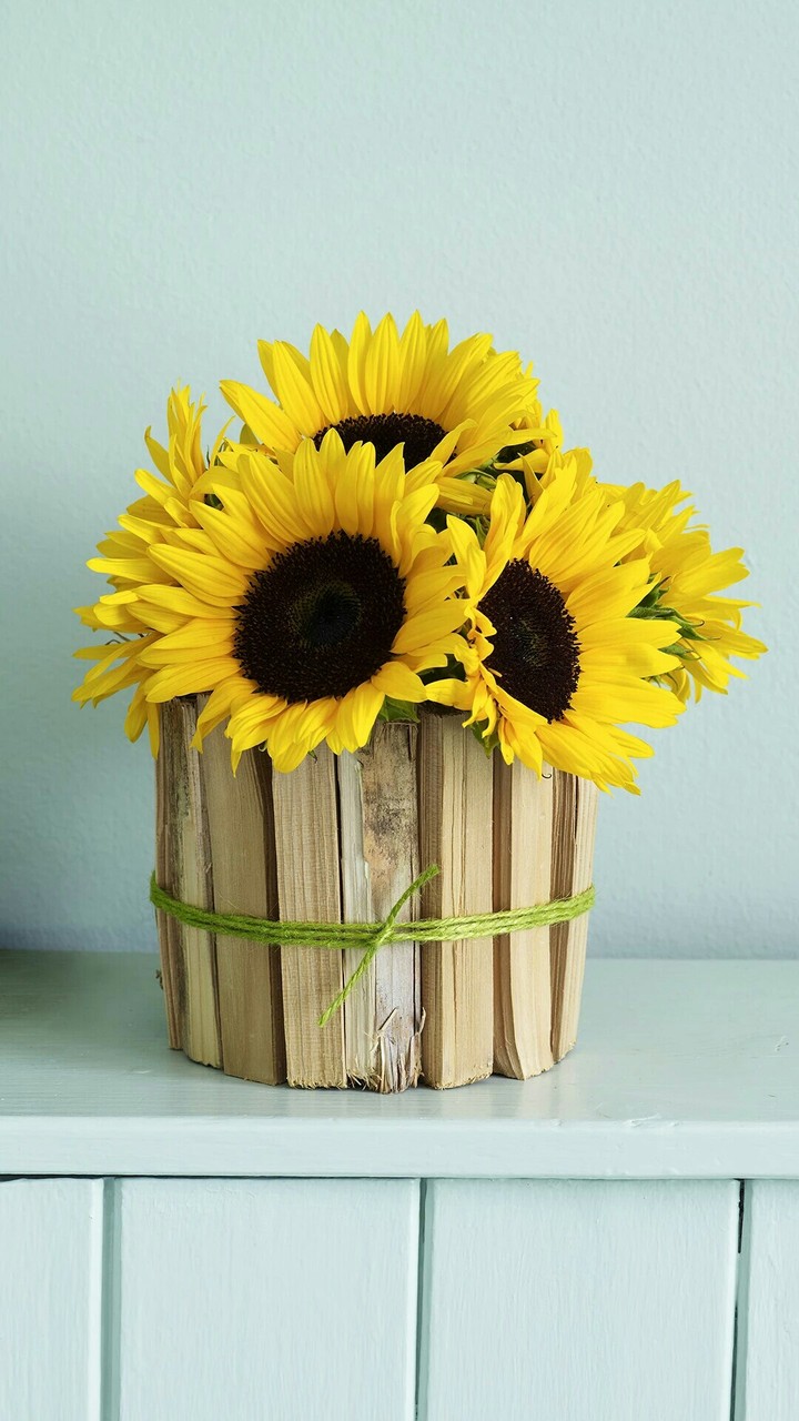 sunflowers