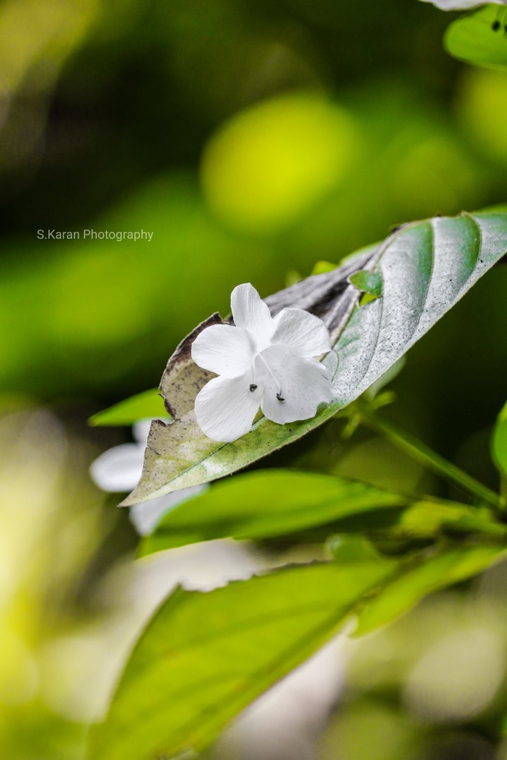 flower