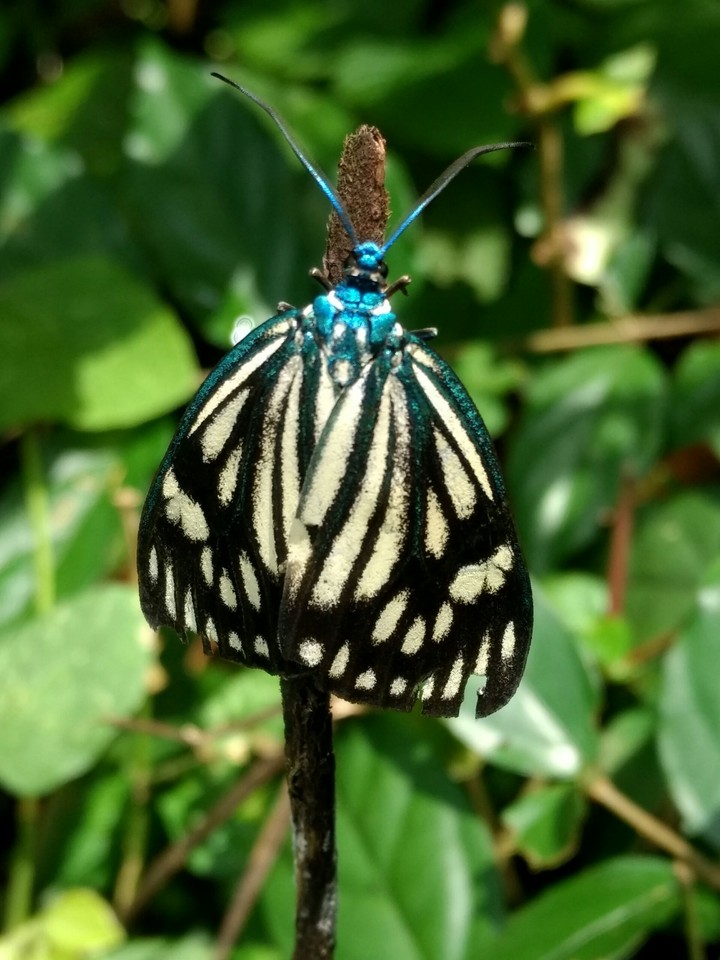 nature