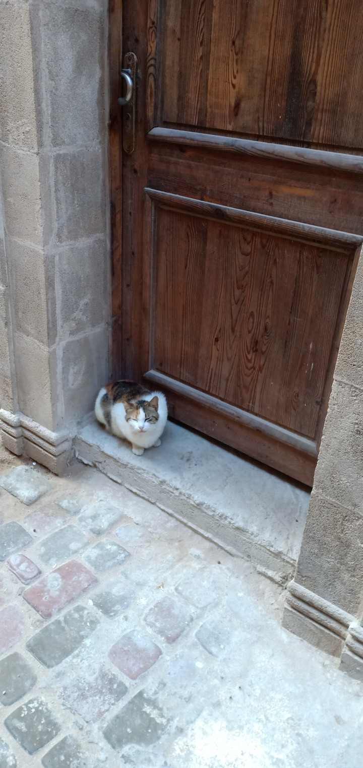cat