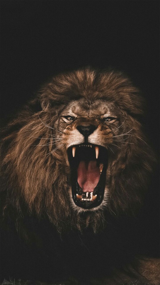 lion