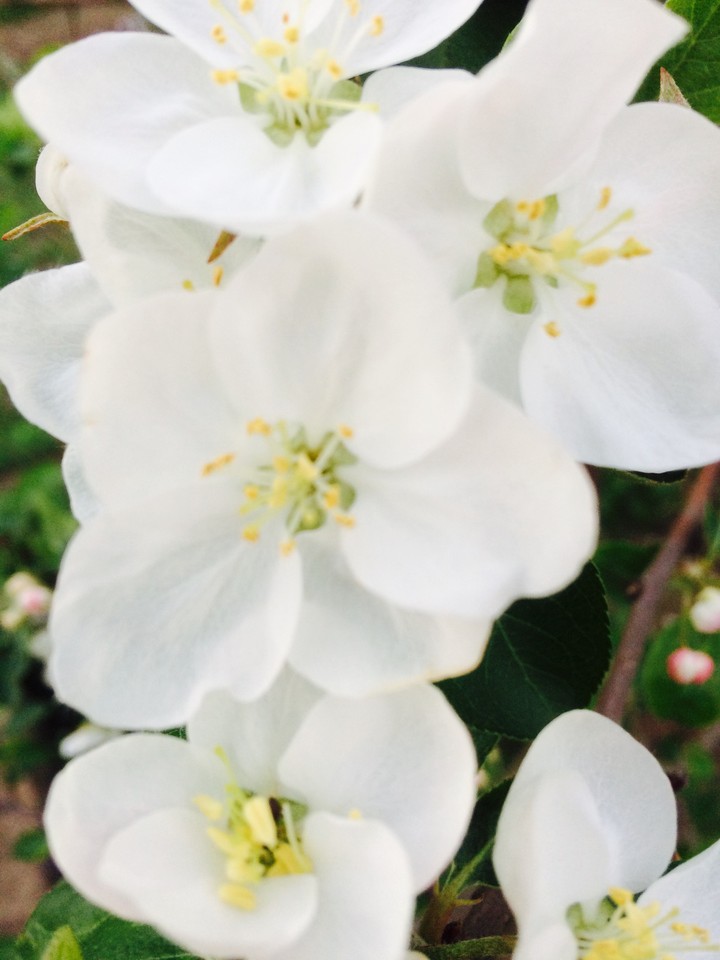 flower...